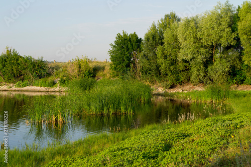  lake with reeds in the forest