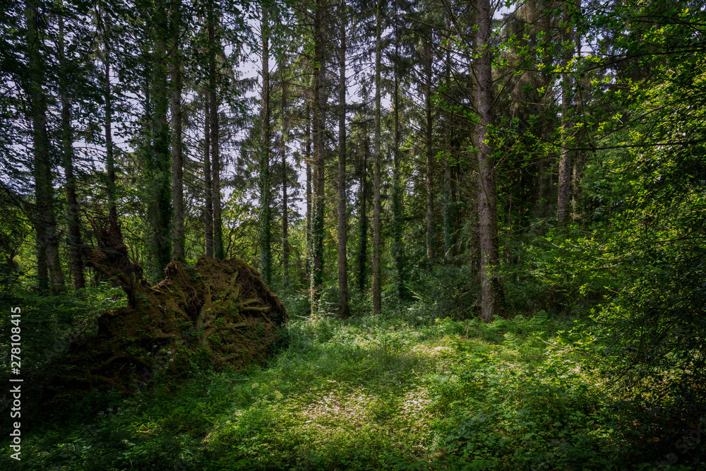 Fototapeta premium Woodland scene in cornwall england uk during summer 