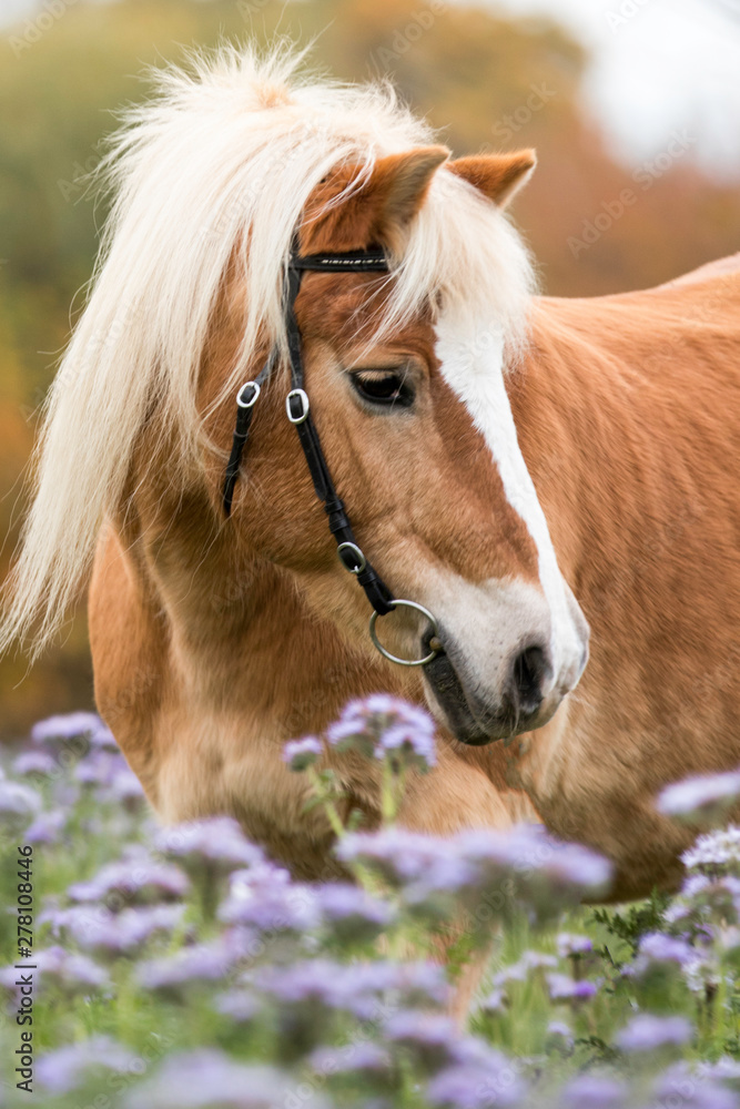 Obraz premium Haflinger im Phacelia-Feld