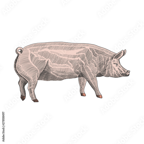 Vector illustration of pig in hand drawn graphic style, colorful engraving sketch drawing illustration.