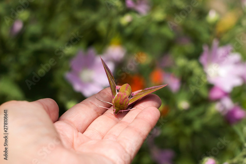 Elephant Hawk-moth on the hand, Deilephila elpenor is a moth from the Sphingdae family, close up. Green and pink nightwear, butterfly photo