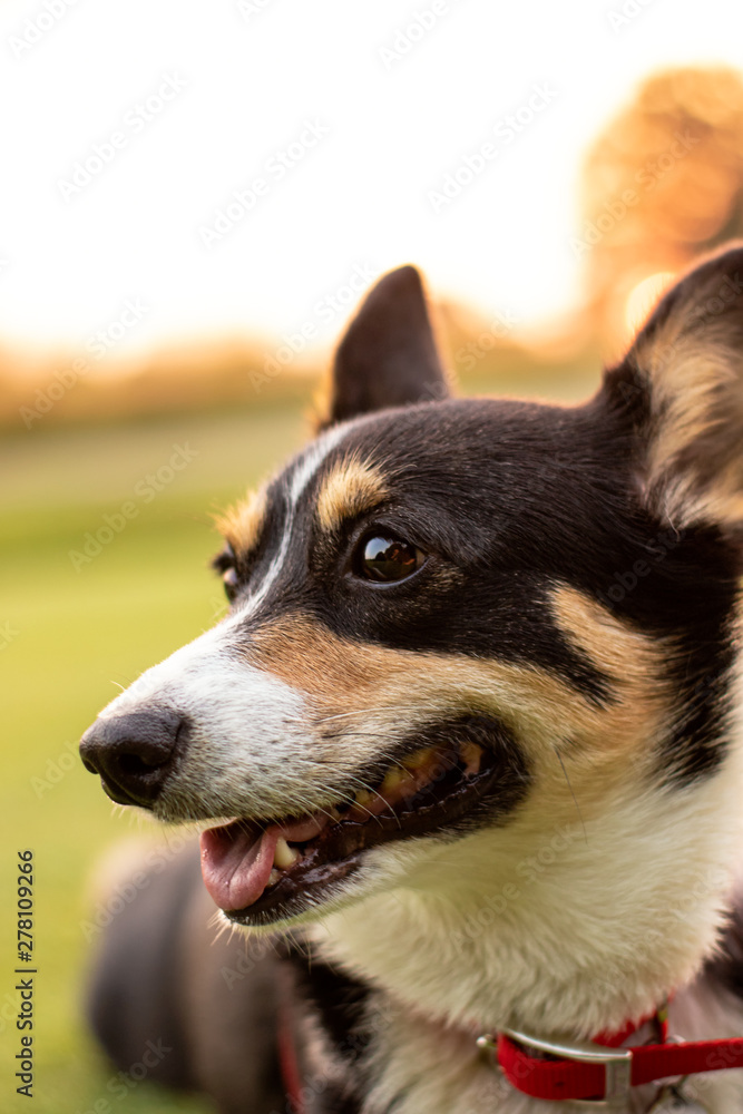 Black headed tri color Pembroke Welsh Corgi laying in the grass at a park. Golden sunset light in the background.