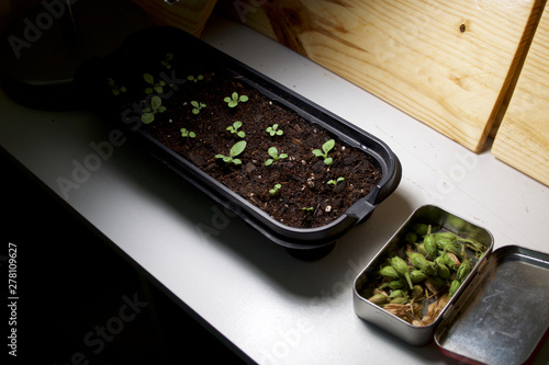 An indoor garden showing seed tray with growing seedlings and fresh seedpods of jasmine tobacco, nicotiana alata, in tin.