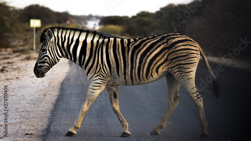 Fototapeta Naklejka Na Ścianę i Meble -  Zebra crossing an asphalt road in Africa