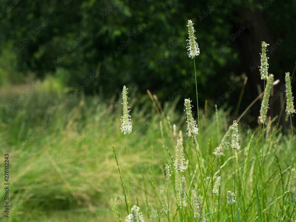 Flowering Timothy grass