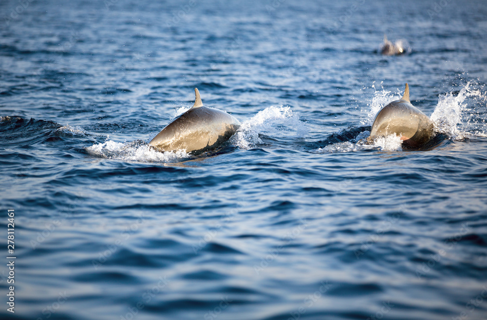 Obraz premium two dolphins swim in the ocean
