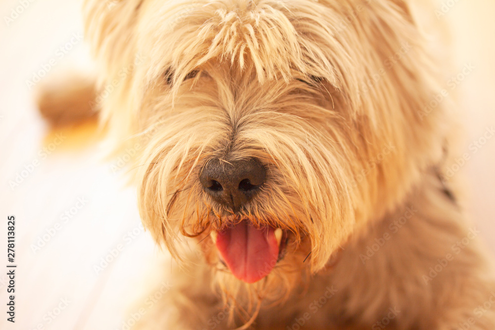 Cute West Highland White Terrier tongue out and hair down the eyes. Close up image. Cute West Highland White Terrier tongue out and hair down the eyes. Close up image.
