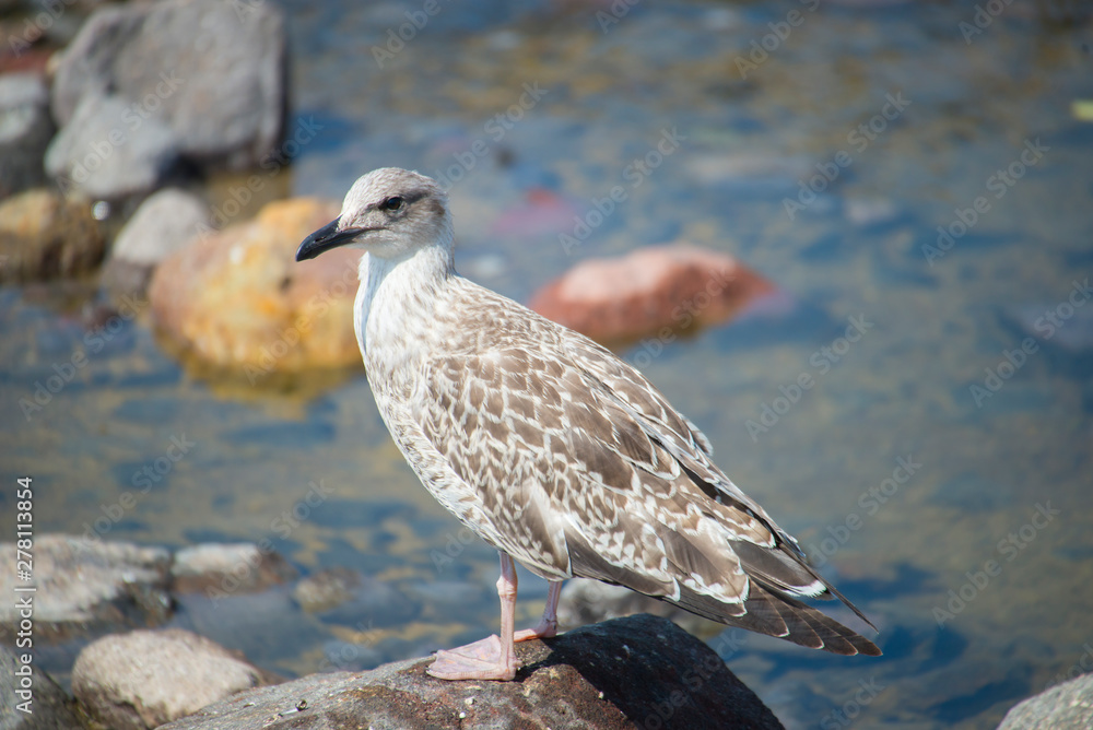 Young seagull, Gumus Marti, Yellow-legged Gull Young seagull, Gumus Marti, Yellow-legged Gull