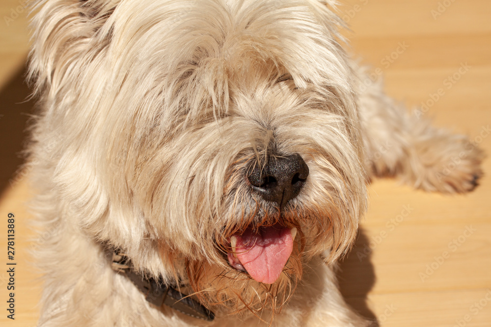 Cute West Highland White Terrier tongue out and hair down the eyes. Close up image.