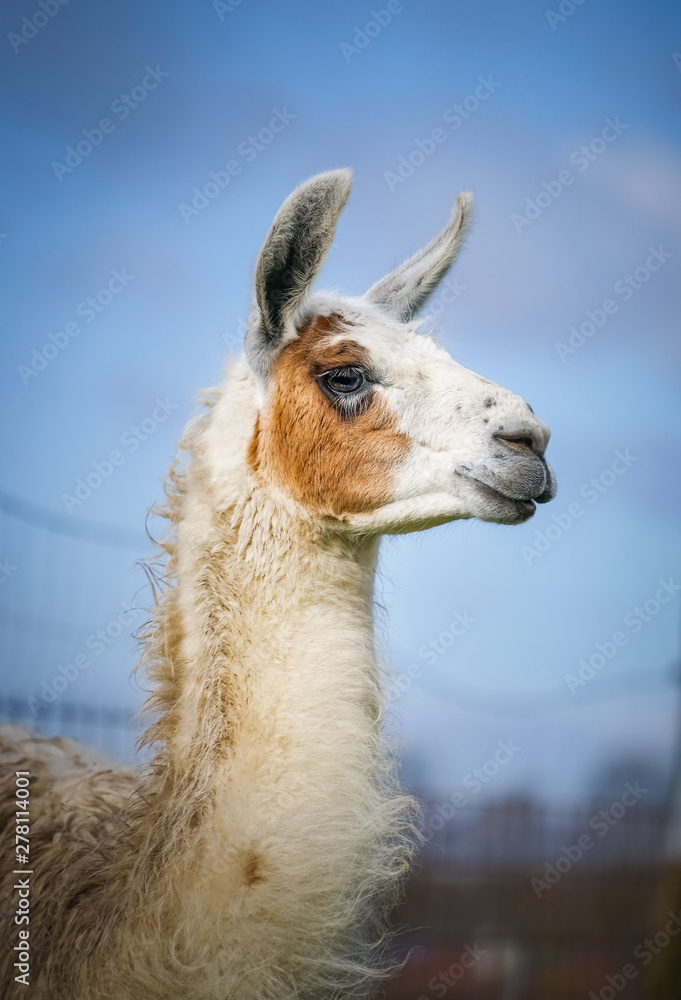 Obraz premium Portrait eines braun weißen Lamas