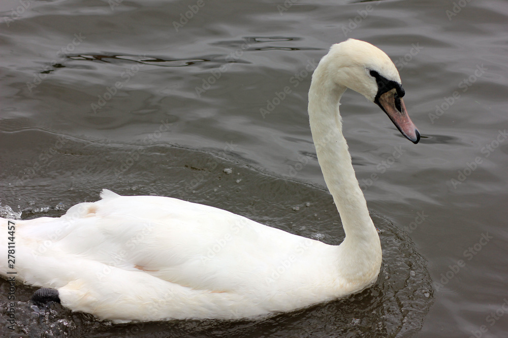 Fototapeta premium Swan in River Thames