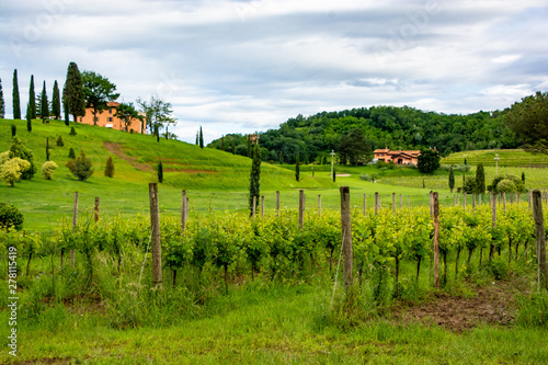 Collio vineyards