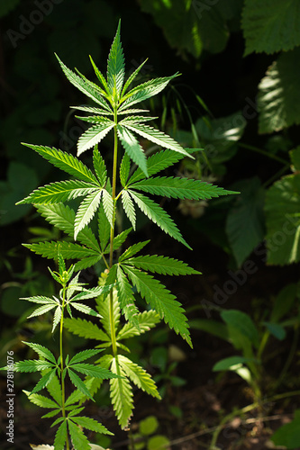Plant hemp close-up with carved leaves  lit by sunlight