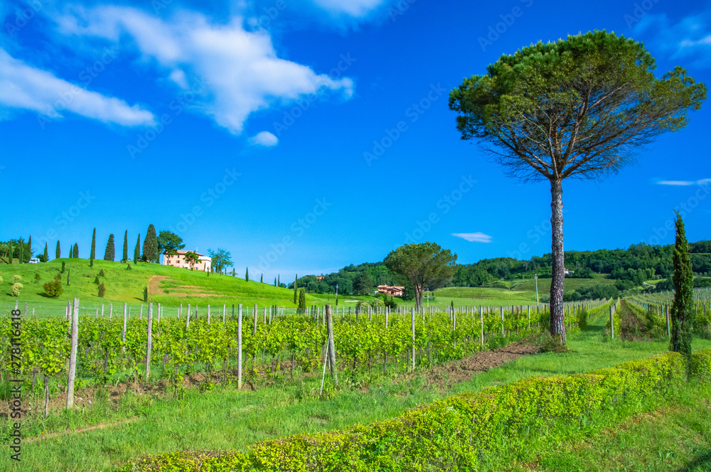 vineyards of collio