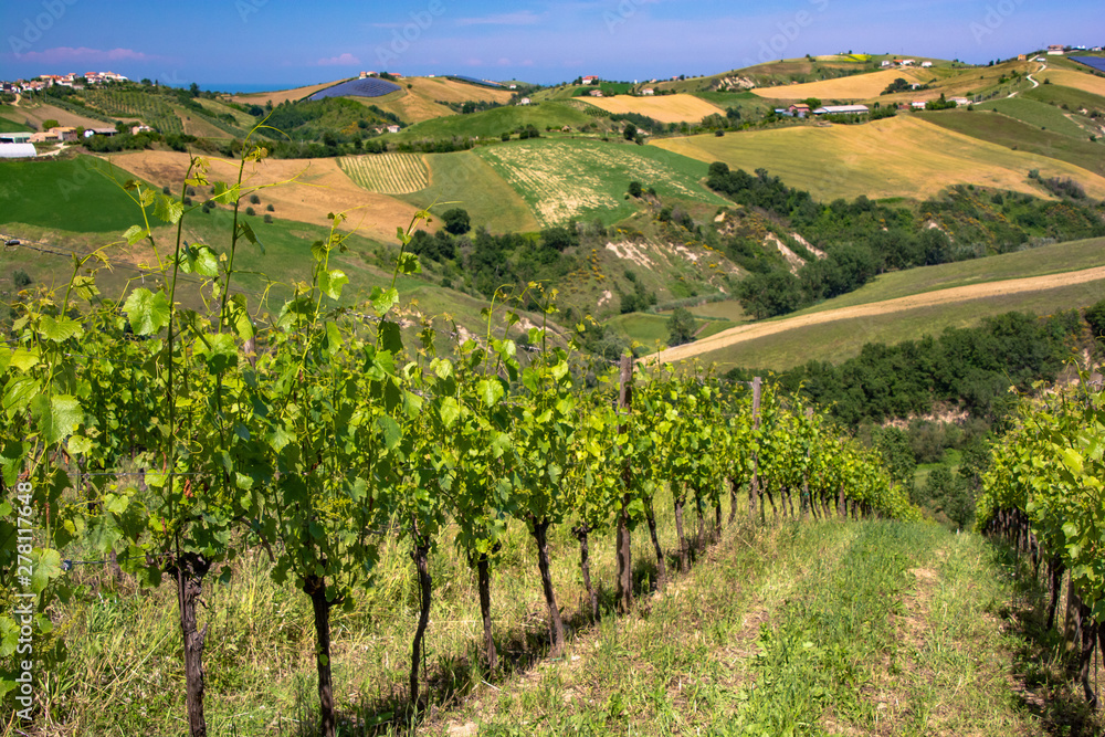 Abruzzo Vineyards