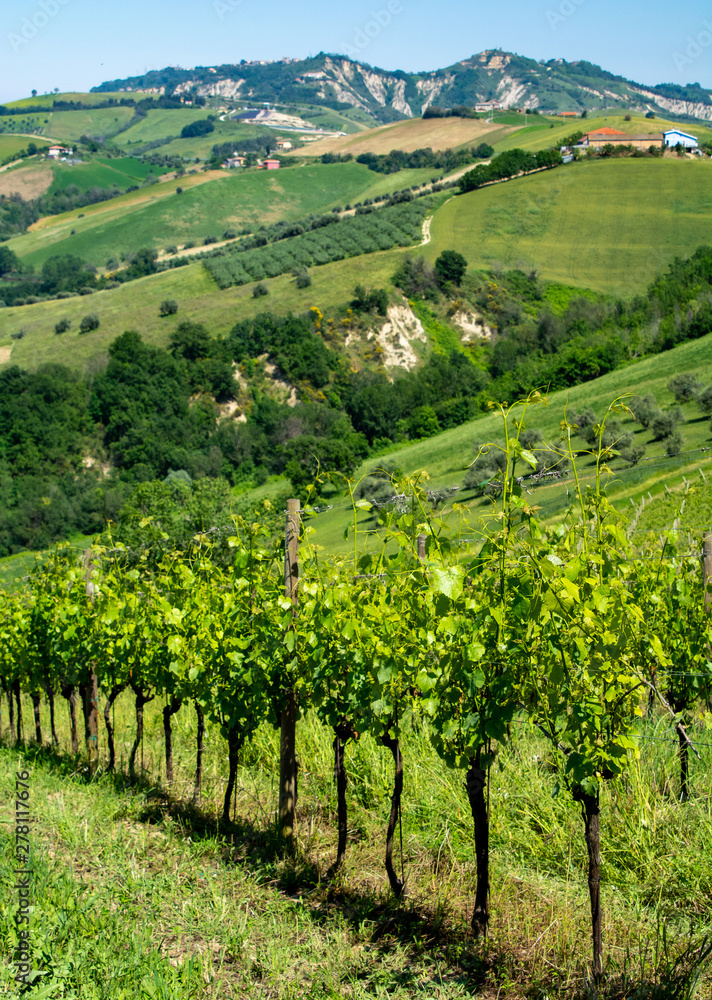Abruzzo Vineyards
