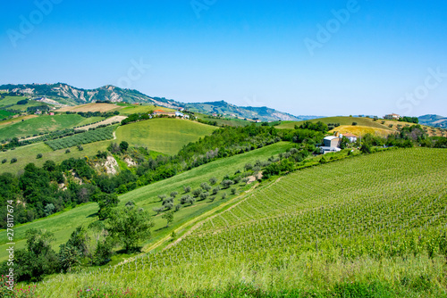 Abruzzo Vineyards