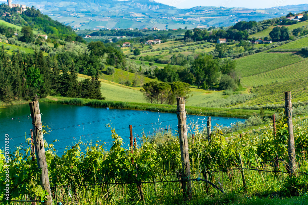 Vineyards in Abruzzo