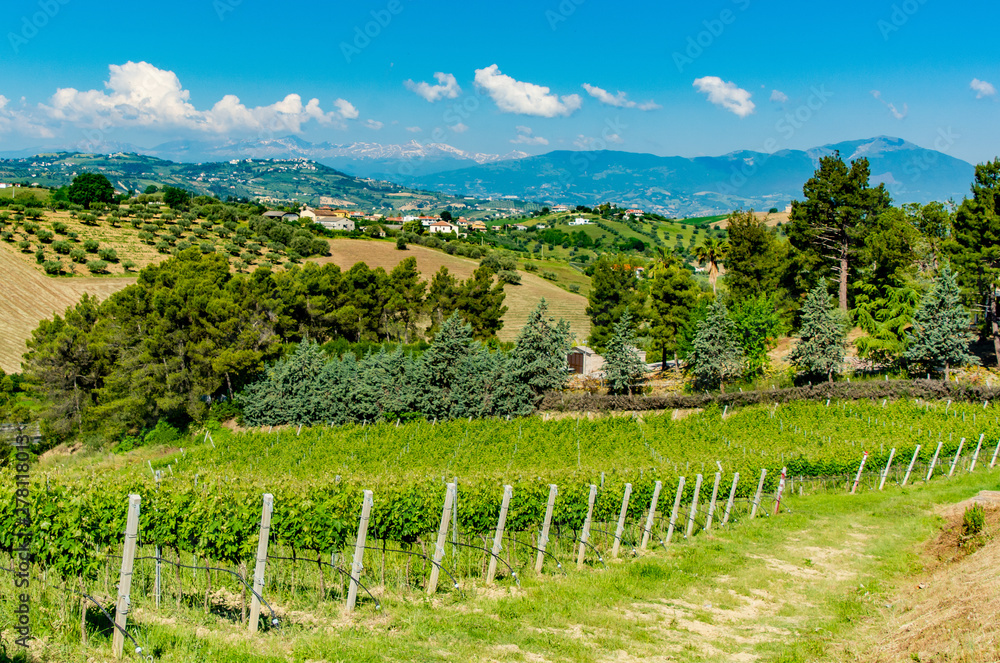 Vineyards in Abruzzo