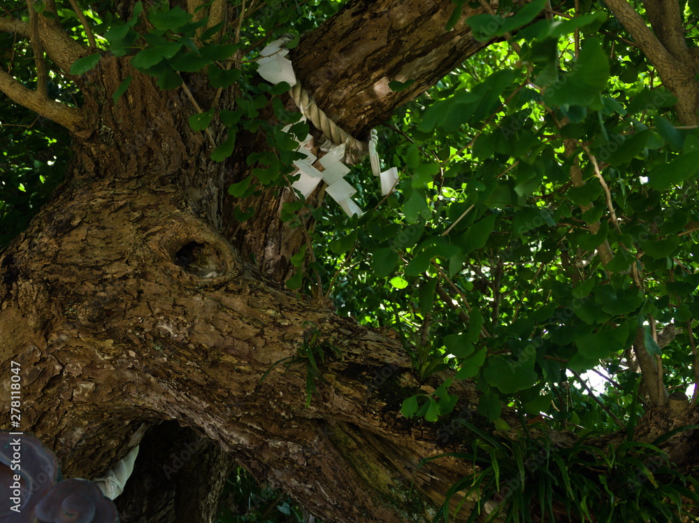 moss on tree