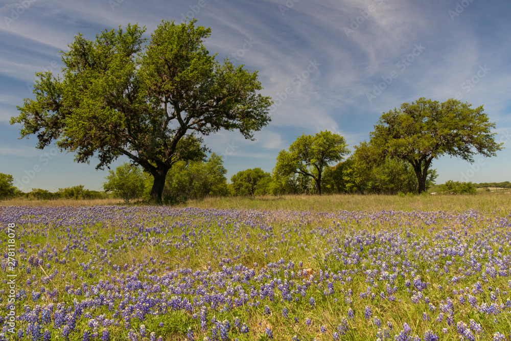 Bluebonnets wildflowers under large trees in field and blue sky background Bluebonnets wildflowers under large trees in field and blue sky background