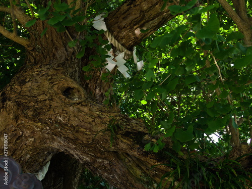 Obraz na płótnie moss on tree w salonie