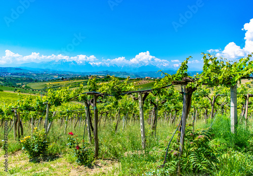 Foto Vineyards in Abruzzo