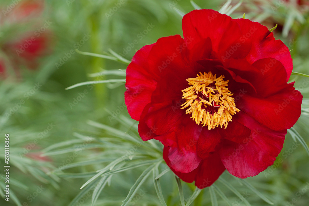 beautiful bright red peony flower blooming in summer park beautiful bright red peony flower blooming in summer park