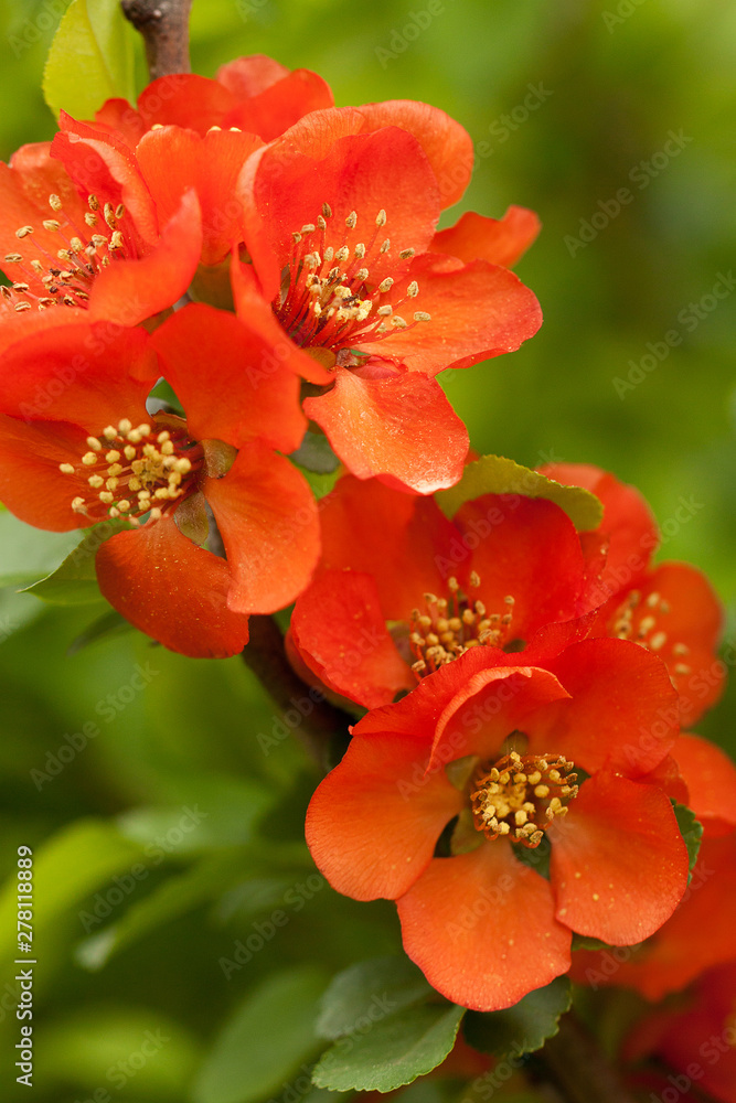 Obraz premium red tender quince flowers blooming in summer park