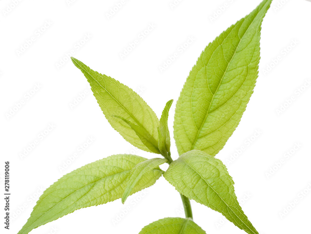 杜仲茶の葉 新芽 杜仲茶の葉 新芽