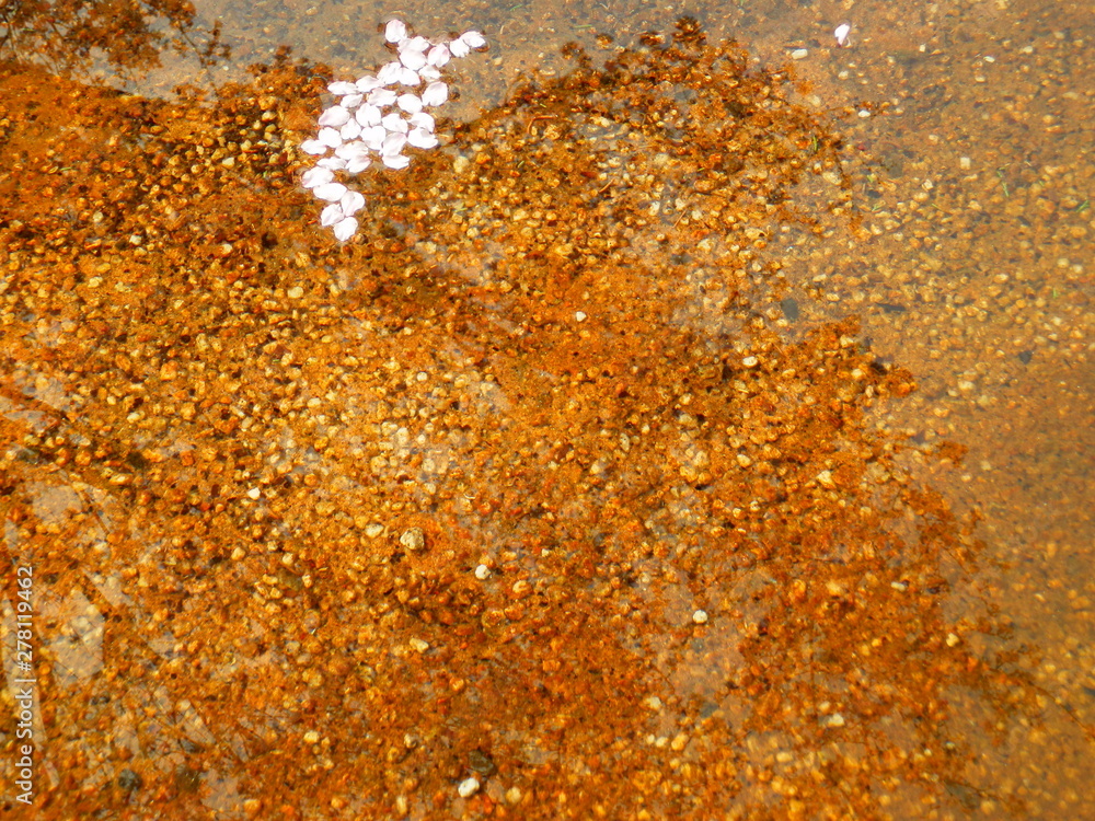 Obraz premium 花筏