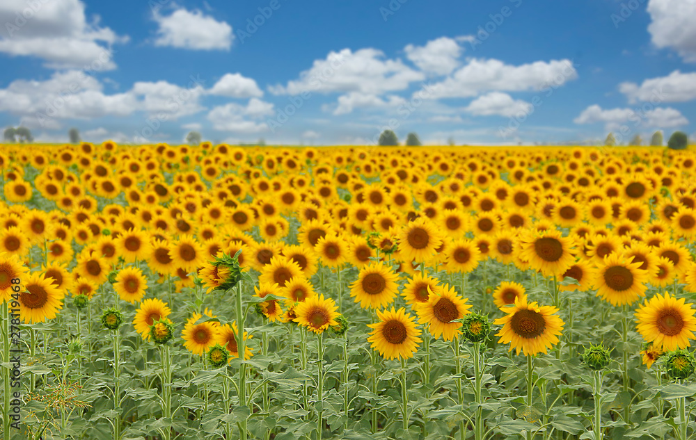 Naklejka premium sunflower