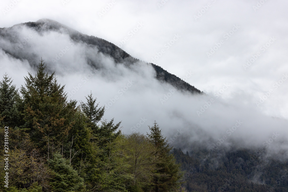 Green Trees Covered with Fog Green Trees Covered with Fog
