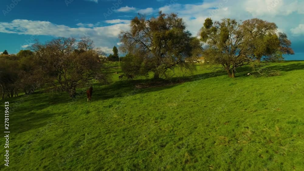 Horses Pasturing on a Country side Aerial View Green Grass Live stock Mountains and Lakes day Horses Pasturing on a Country side Aerial View Green Grass Live stock Mountains and Lakes day