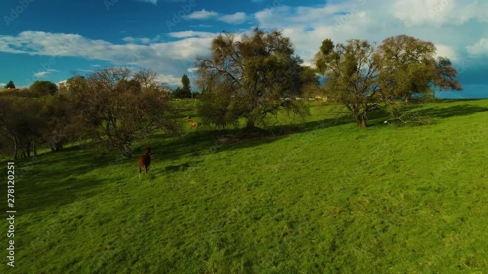 Horses Pasturing on a Country side Aerial View Green Grass Live stock Mountains and Lakes day Horses Pasturing on a Country side Aerial View Green Grass Live stock Mountains and Lakes day