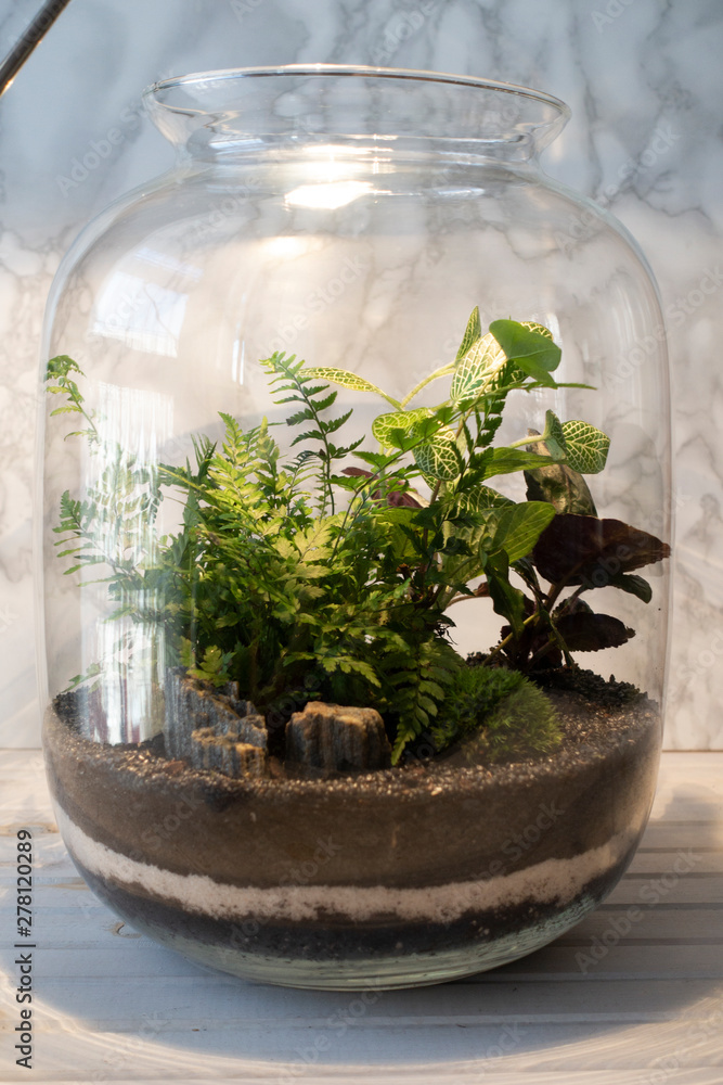 Small decoration plants in a glass bottle/garden terrarium bottle/ forest in a jar. Terrarium jar with piece of forest with self ecosystem. Save the earth concept Small decoration plants in a glass bottle/garden terrarium bottle/ forest in a jar. Terrarium jar with piece of forest with self ecosystem. Save the earth concept