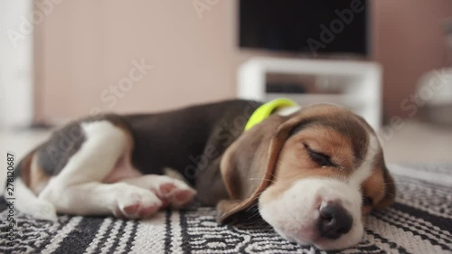 Cute little animal beagle dog sleeping on the cozy rug in the room. Close-up low angle view of lovable beagle puppy resting at home waiting for the owner.