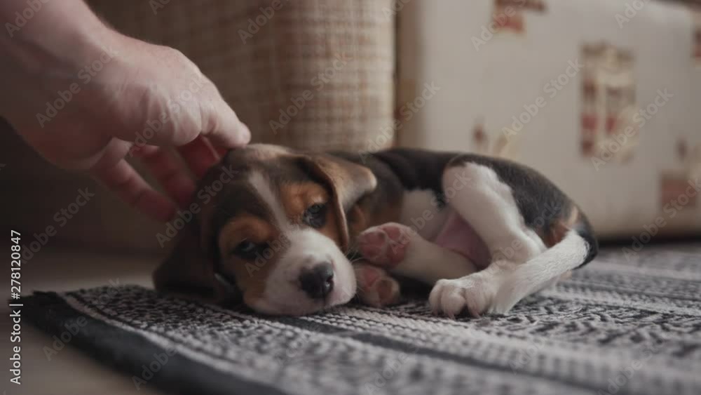 Adorable friendly family scene at home. Close-up of man stroking a cute beagle puppy lying down on the carpet. Sweet little dog smacks of happiness enjoys warm touches of hand.