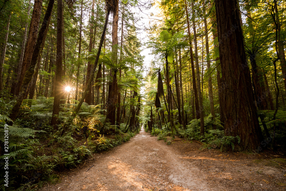 Obraz premium road in the forest