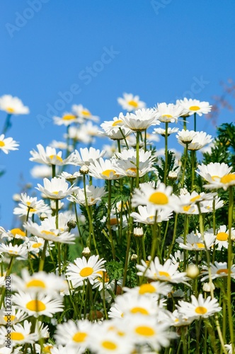 Fototapeta Naklejka Na Ścianę i Meble -  Viele blühende Magarittenblumen im Sonnenlicht