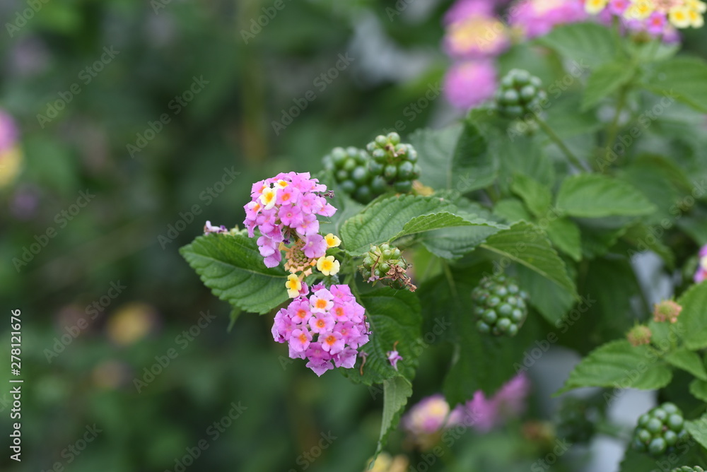 Lantana is a flower whose flower color gradually changes. Lantana is a flower whose flower color gradually changes.