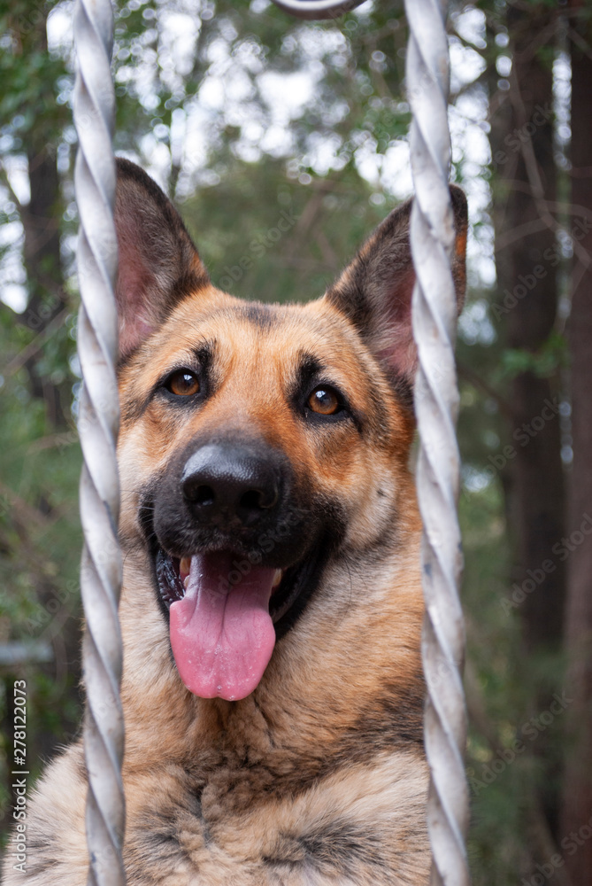 portrait of German shepherd bitch in latin america, canine guardian at home portrait of German shepherd bitch in latin america, canine guardian at home