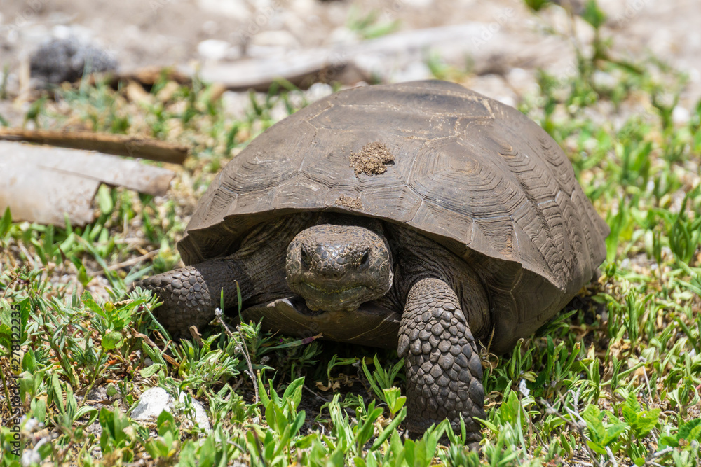 Fototapeta premium Gopher Tortoise (Gopherus polyphemus) at Indian Riverside Park, Jensen Beach, Martin County, Florida, USA