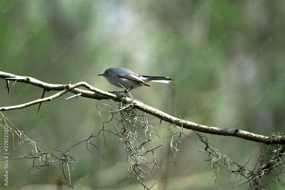 Obraz premium Songbird Bird in the Woods
