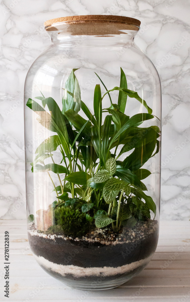 Small decoration plants in a glass bottle/garden terrarium bottle/ forest in a jar. Terrarium jar with piece of forest with self ecosystem. Save the earth concept 