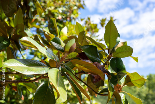 Magnolia flower bud and leaves on a branch pointing toward blue sky