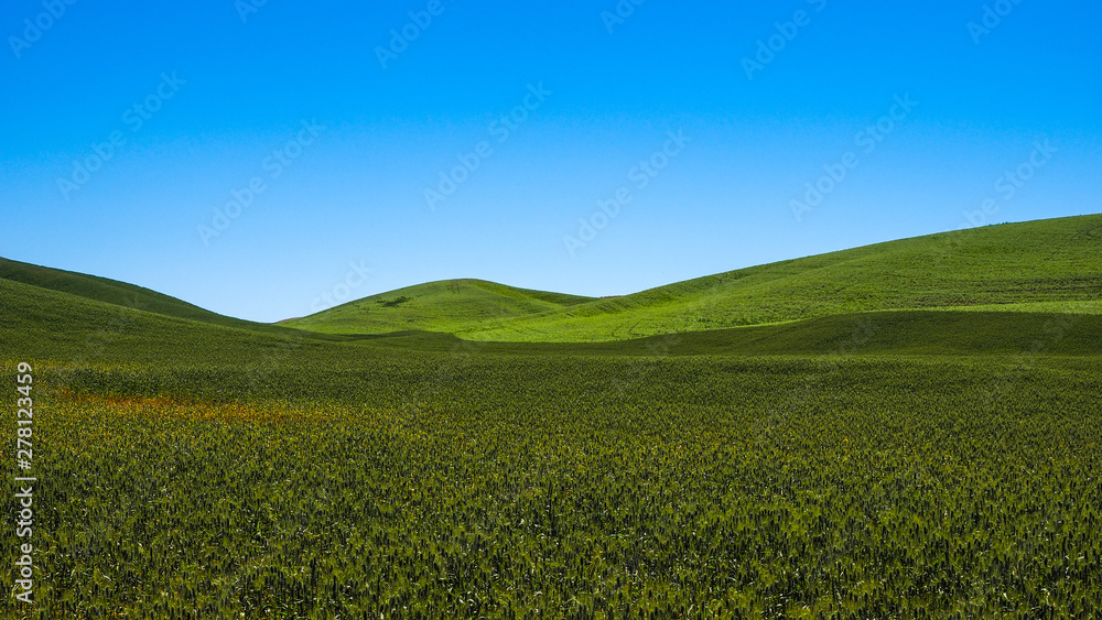 Farm Land Along Palouse Washington