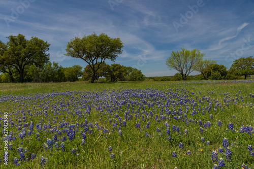 Wallpaper Mural Bluebonnets wildflowers under large trees in field and blue sky background Torontodigital.ca