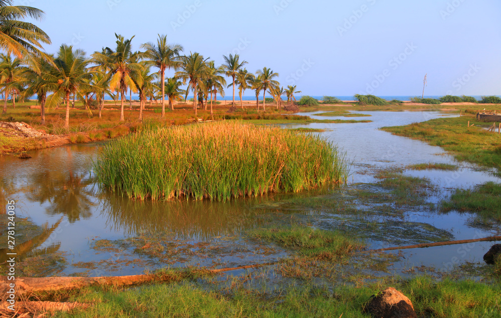 Marsh land near Bay of Bengal in Andhra Pradesh state, India Stock