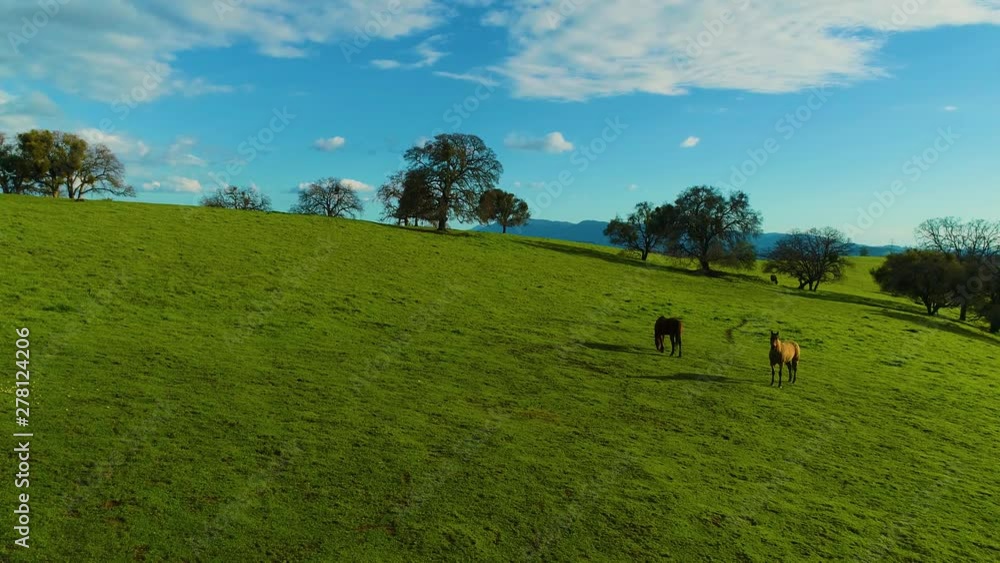 Horses Pasturing on a Country side Aerial View Green Grass Live stock Mountains and Lakes day 